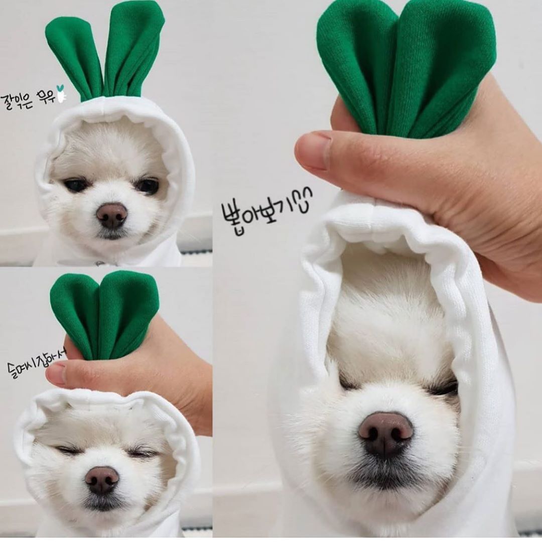 Niedliche Hundekleidung