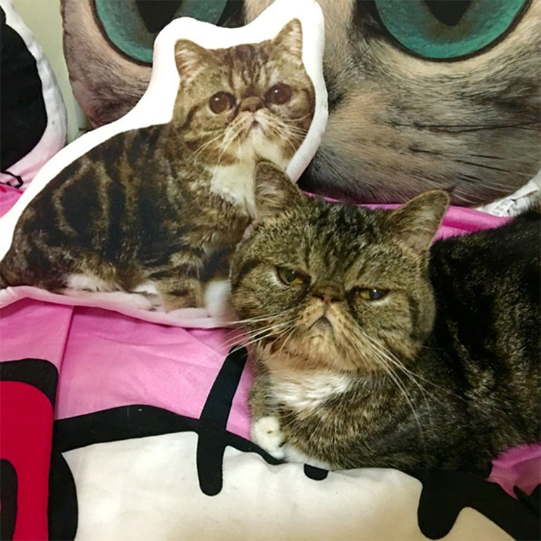 Pet Kissen