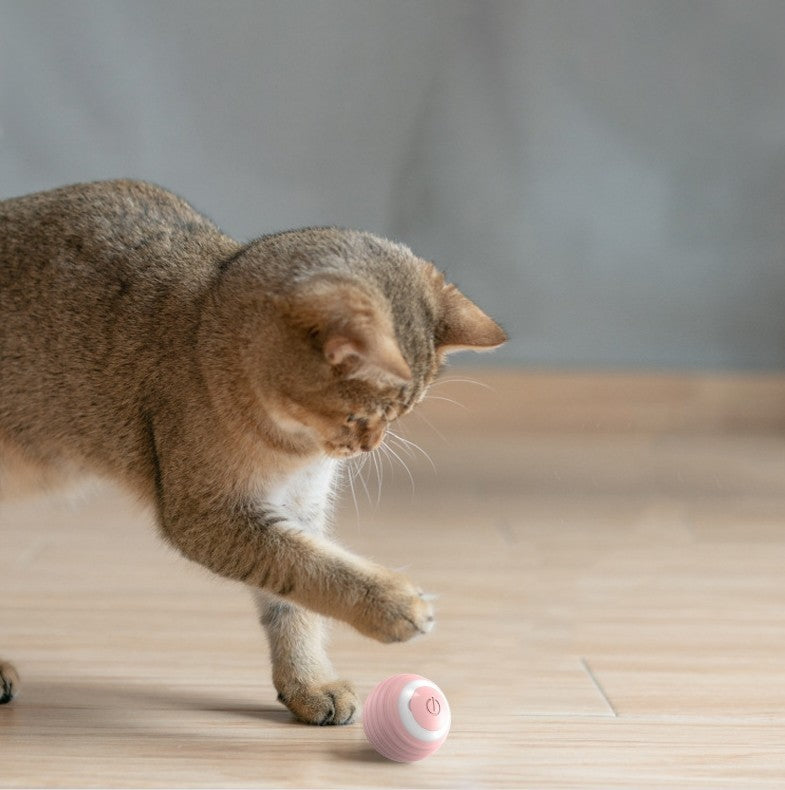 Ball Spielzeug für Katzen