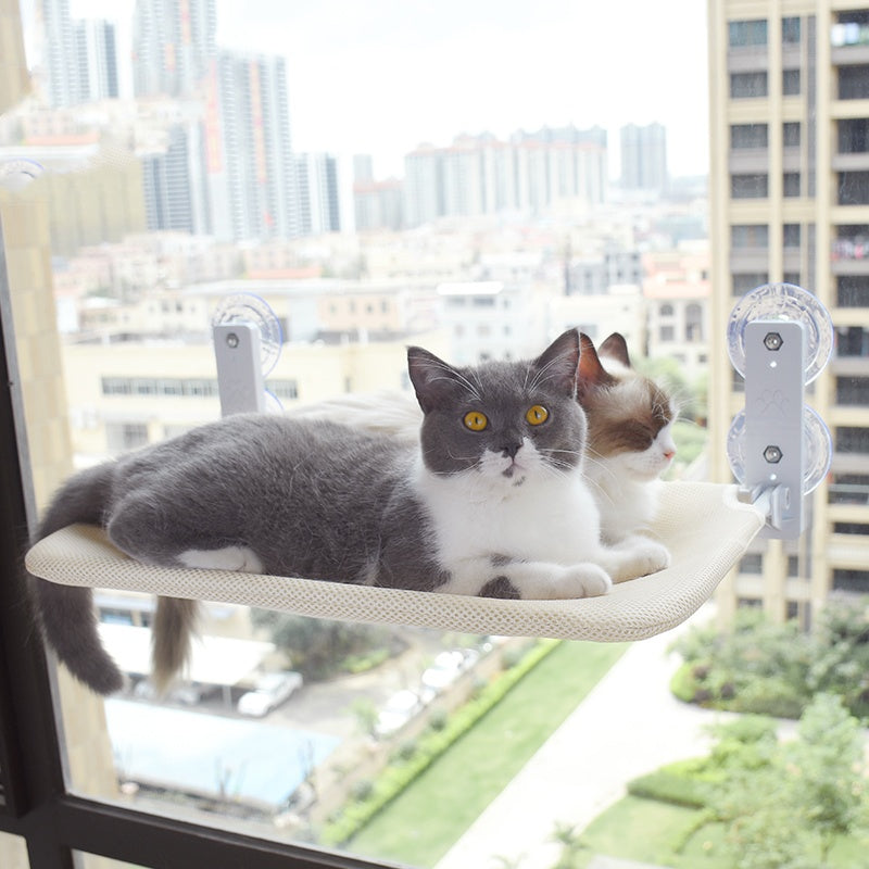 Katze Saugnapf Fenster Glas Hängematte