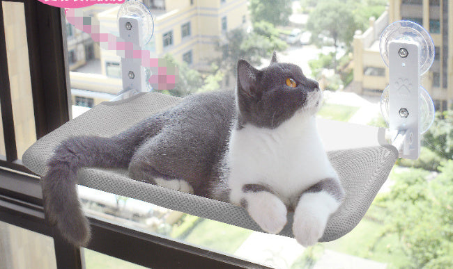 Katze Saugnapf Fenster Glas Hängematte